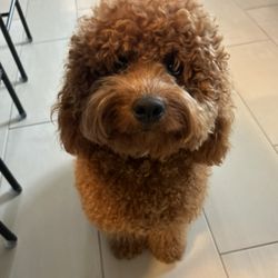 The Heart of Pet Care - Leo love