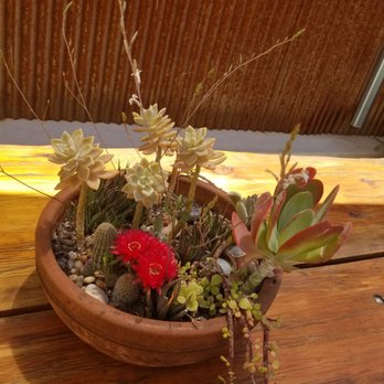 Crooked Tooth Brewing - Succulents on the patio - Breweries Near Me - Tucson, Arizona Crooked Tooth Brewing - Succulents on the patio - Breweries Near Me - Tucson, Arizona