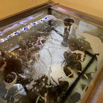 Beck & Bulow - Beck & Bulow lobster tank - Meat Shops Near Me - Santa Fe, New Mexico