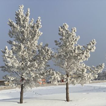 Tim Hortons - two trees covered in snow - Delis Near Me - Edmonton, Alberta Tim Hortons - two trees covered in snow - Delis Near Me - Edmonton, Alberta