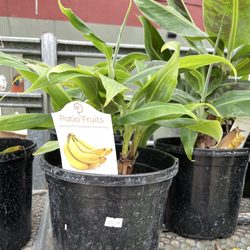 Gardenville Blooms - Banana trees for patios