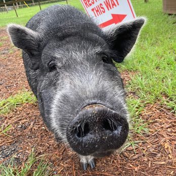 Rooterville Animal Sanctuary - Community Service/Non-Profit Near Me - Melrose, Florida Rooterville Animal Sanctuary - Community Service/Non-Profit Near Me - Melrose, Florida