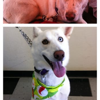 Hairy Hounds - Before and after of my pooch. He is 5 shades whiter and as soft as a bunny! They did such a good job! - Pet Groomers Near Me - Oakley, California