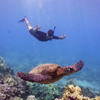 Boss Frog's - Snorkel with Hawaiian Honu! (Turtles) - Tours Near Me - Koloa, Hawaii Boss Frog's - Snorkel with Hawaiian Honu! (Turtles) - Tours Near Me - Koloa, Hawaii