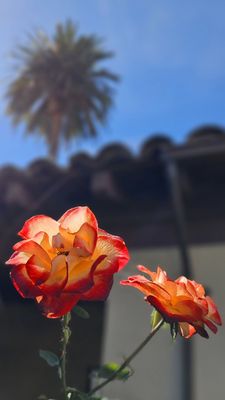 Santa Clara University by null