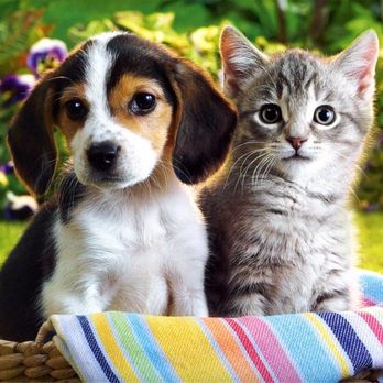 MetroWest Veterinary Clinic - Veterinarians Near Me - Orlando, Florida