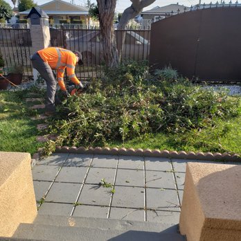 Al’s Tree Care - Clean up....amazing...!!! - Tree Services Near Me Al’s Tree Care - Clean up....amazing...!!! - Tree Services Near Me