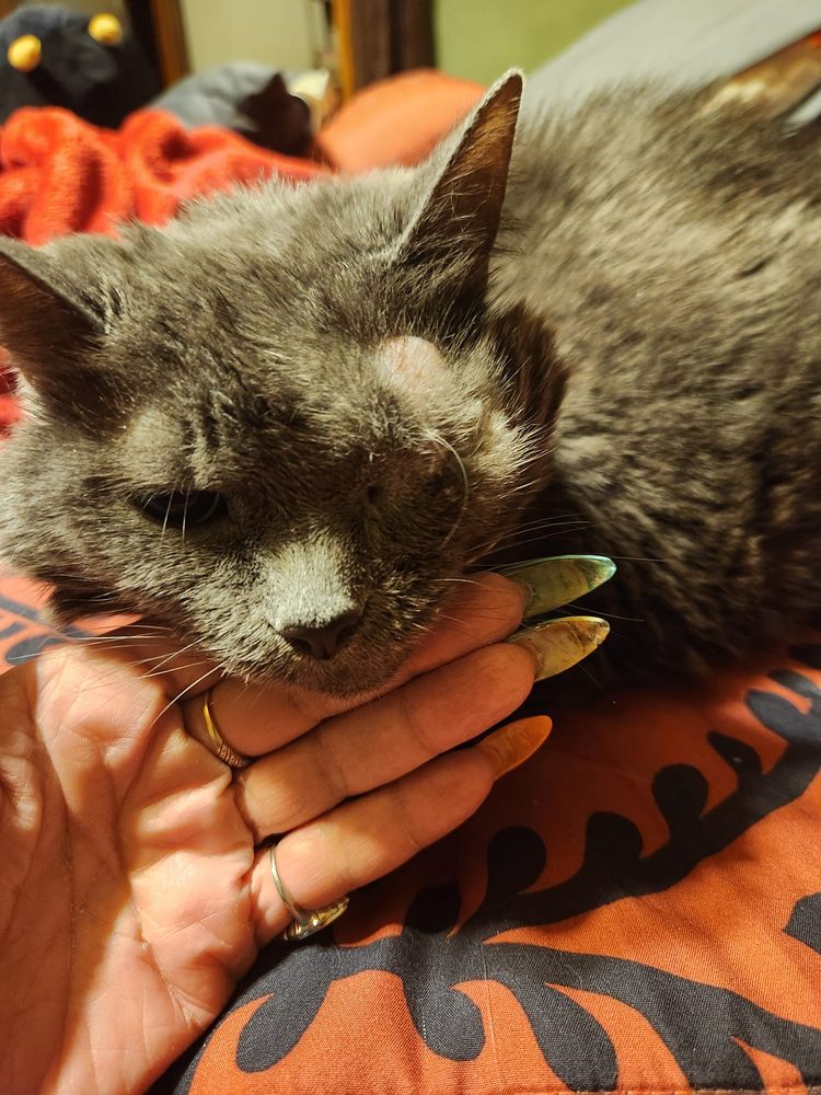 GLENWOOD PET HOSPITAL Updated September 2024 13 Photos & 21 Reviews