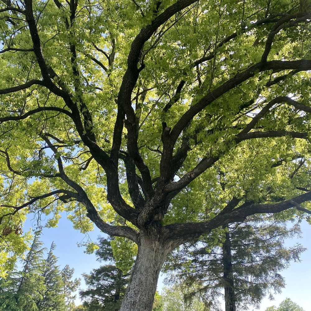 Shasta Park - Gorgeous trees give lots of shade to cool off under. - Parks Near Me - Manteca, California Shasta Park - Gorgeous trees give lots of shade to cool off under. - Parks Near Me - Manteca, California
