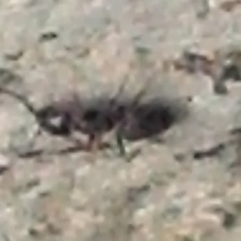 AMPM Exterminators - Pest Control Near Me - Kirkland, Washington AMPM Exterminators - Pest Control Near Me - Kirkland, Washington