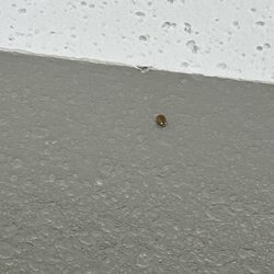 Residence Inn Moline Quad Cities - Lady bugs on ceiling