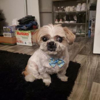 Wag n’ Swag - My Pal Grem looking dapper! - Pet Groomers Near Me - Los Angeles, California Wag n’ Swag - My Pal Grem looking dapper! - Pet Groomers Near Me - Los Angeles, California