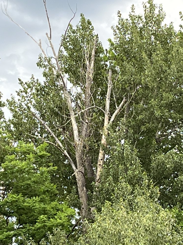 Tip Top Tree Services  - tree service in Hamilton, MT