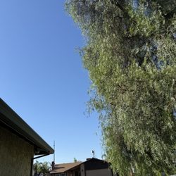 Rafa's Tree Services - After