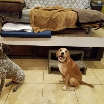 Dog's Day - Pet Sitting Near Me - Gaithersburg, Maryland