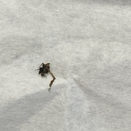A bug!! A bug!!