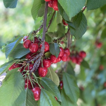 Maggiore Cherry Ranch - Fruits & Veggies Near Me - Brentwood, California