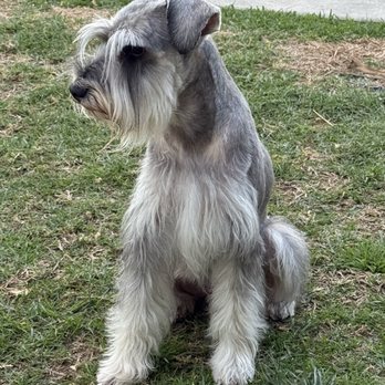 Waggily Ever After Pet Grooming - 2 years later, same groomer - Pet Groomers Near Me - South Gate, California