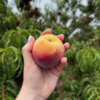 Breedens Orchard - Pick Your Own Peaches - Fruits & Veggies Near Me - Mount Juliet, Tennessee Breedens Orchard - Pick Your Own Peaches - Fruits & Veggies Near Me - Mount Juliet, Tennessee