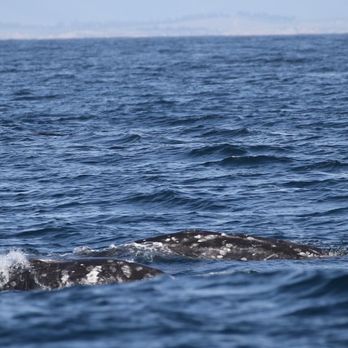 Discovery Whale Watch - Gray whale - Whale Watching Tours Near Me - Monterey, California