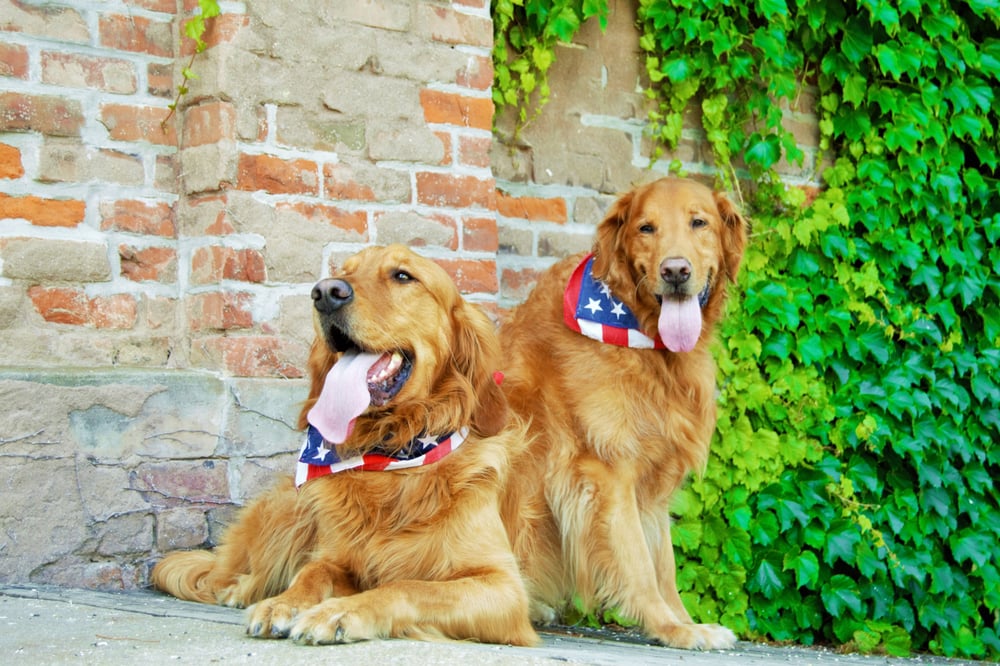 GILBERT BOARDING KENNELS Updated August 2024 6904 N 156th St