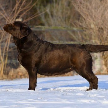 Moonlit Labradors - Pet Breeders Near Me Moonlit Labradors - Pet Breeders Near Me