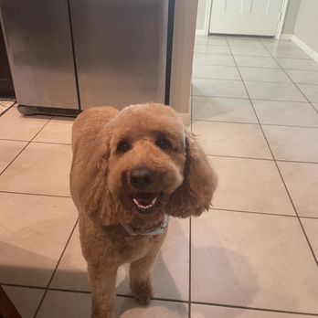 Austin Mobile Spaws - Not the best photo, but the best girl! - Pet Groomers Near Me