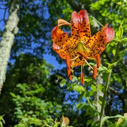 Asheville Hiking Tours