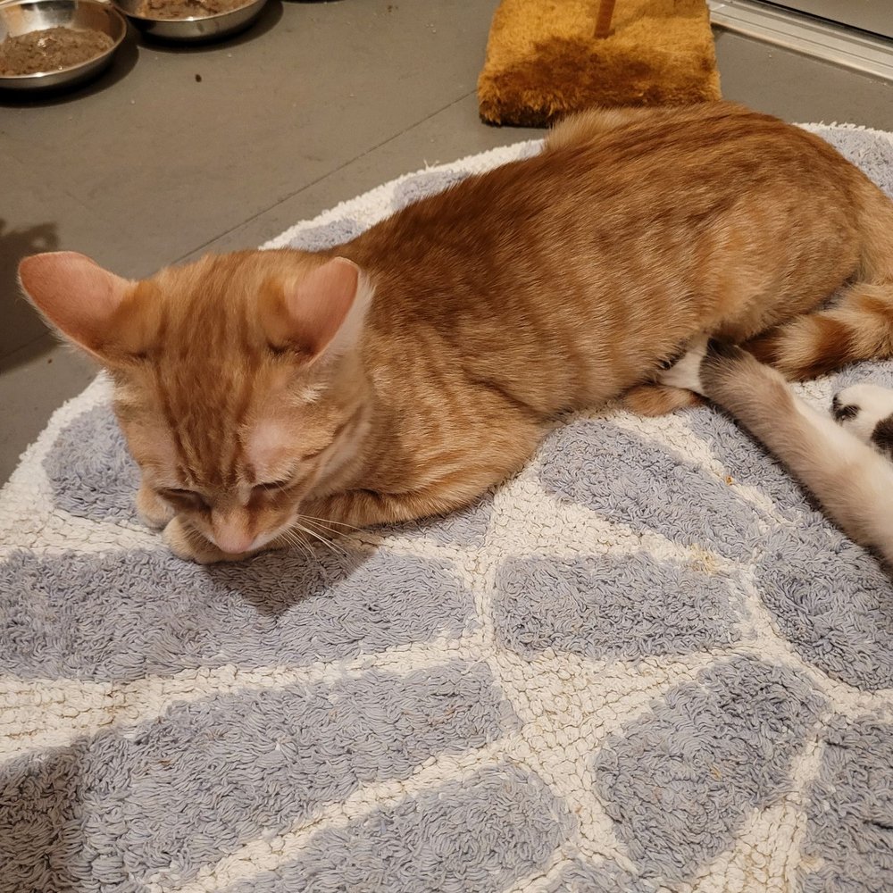Cat Town - Orange kitten - Animal Shelters Near Me - Oakland, California Cat Town - Orange kitten - Animal Shelters Near Me - Oakland, California