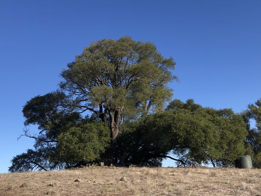 North Sonoma Mountain Regional Park by null