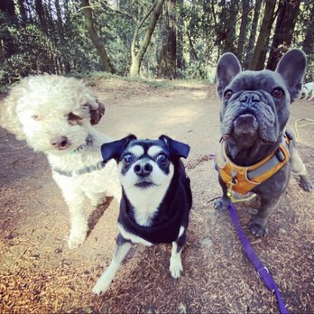 Action Dog! - Dog Walkers Near Me