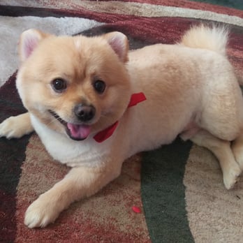 Blue Pooch - Haku looking like a million bucks! - Pet Groomers Near Me - Los Angeles, California Blue Pooch - Haku looking like a million bucks! - Pet Groomers Near Me - Los Angeles, California