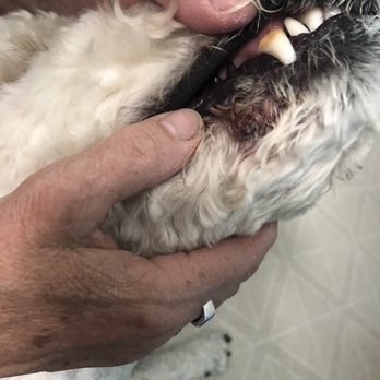Gigi's Grooming - That dark spot is a big gash below her lower lip. - Pet Groomers Near Me - Elizabeth, Colorado Gigi's Grooming - That dark spot is a big gash below her lower lip. - Pet Groomers Near Me - Elizabeth, Colorado