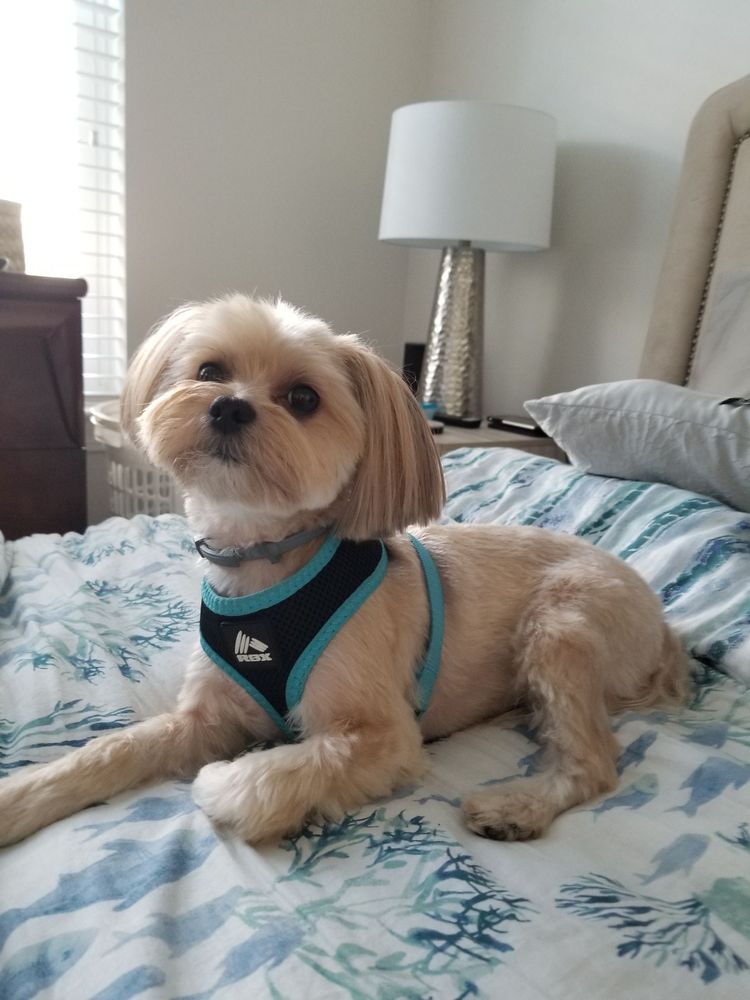 PALMETTO PAWS PET SPA Updated September 2024 11 Reviews 3896 S