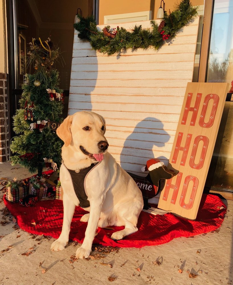 DOG GROOMING OF DACULA Updated August 2024 22 Photos & 17 Reviews