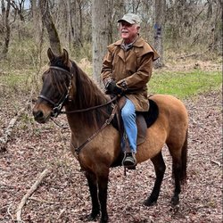 Sweet Haven Farms - Santanna a paso fino