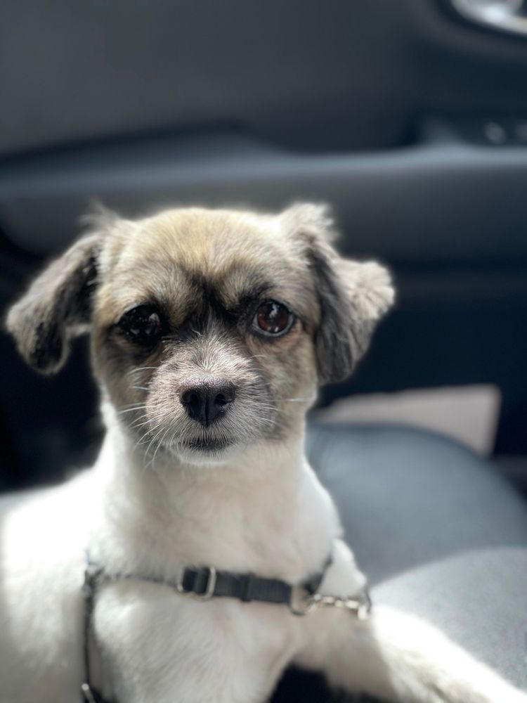 RUSSIAN HILL DOG GROOMING - 108 Photos &amp; 84 Reviews - 2178 Bush St, San Francisco, CA - Yelp