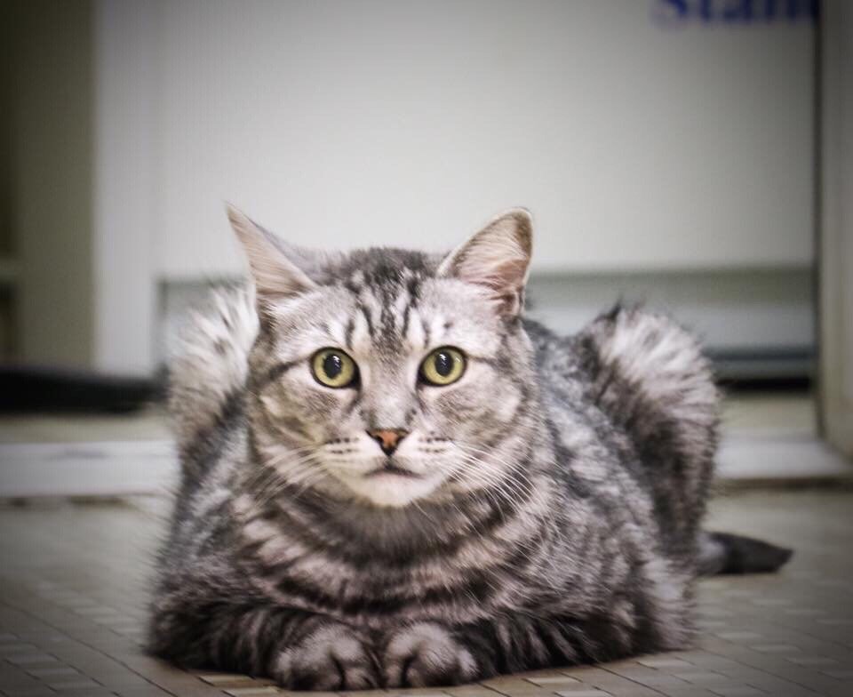 ROSELLE PARK ANIMAL HOSPITAL Updated October 2024 16 Photos 422 E