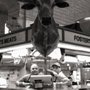 Photo of Fosters Meats