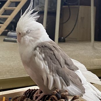 Fine Feathered Friends Foundation - Stormy - Animal Shelters Near Me Fine Feathered Friends Foundation - Stormy - Animal Shelters Near Me