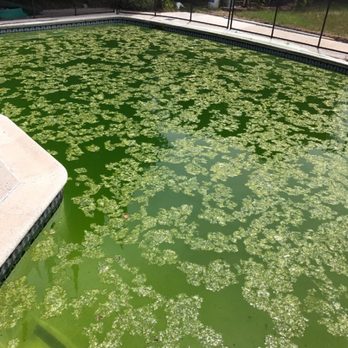 No Green Pools Company - We're making a good decision stopping the service - Swimming Pools Near Me No Green Pools Company - We're making a good decision stopping the service - Swimming Pools Near Me