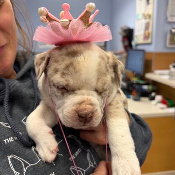 Naples Dog Academy - Frenchy puppy with pink princess hat - Pet Training Near Me - Naples, Florida Naples Dog Academy - Frenchy puppy with pink princess hat - Pet Training Near Me - Naples, Florida