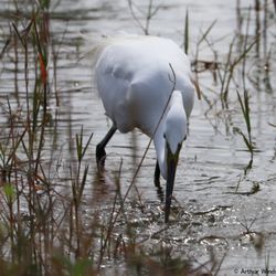 Caloosa Park - Snowy Egret catches a Fish, 2017.03.20, Coolosa Park, Boynton Beach, FL