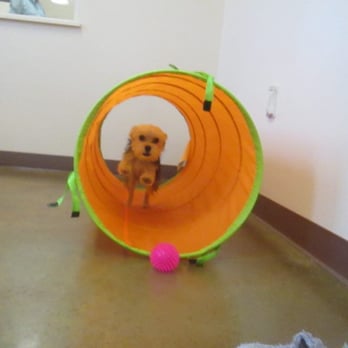Barking Ranch Pet Resort - Pet Training Near Me - Brenham, Texas