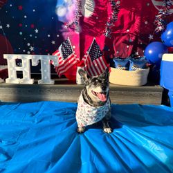 Hounds Town - Atlanta - Smyrna - 4th of July