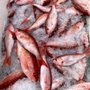 Photo of Jeffrey's Seafood - Hatteras Harbor
