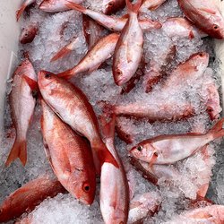 Jeffrey's Seafood - Hatteras Harbor