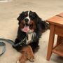 Photo of Emily's K9 Training
