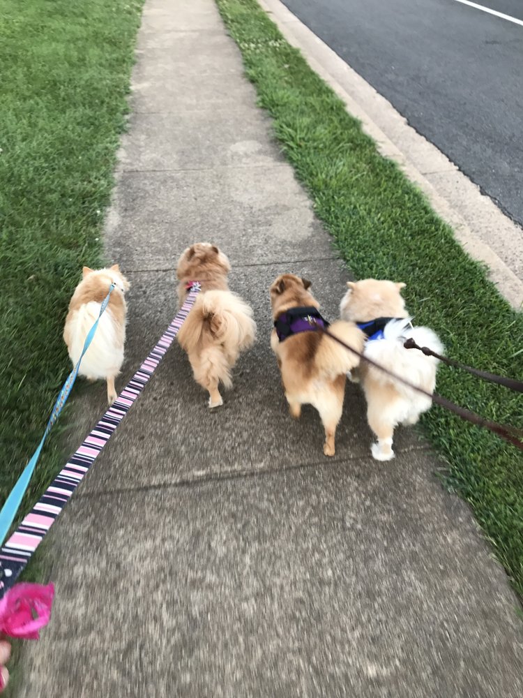 CROUTON’S MOM Updated April 2024 Warrenton, Virginia Dog Walkers