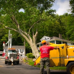 Mr. Z's Tree Service - 24hr. Emergency Service, Storm Damage and Crane service